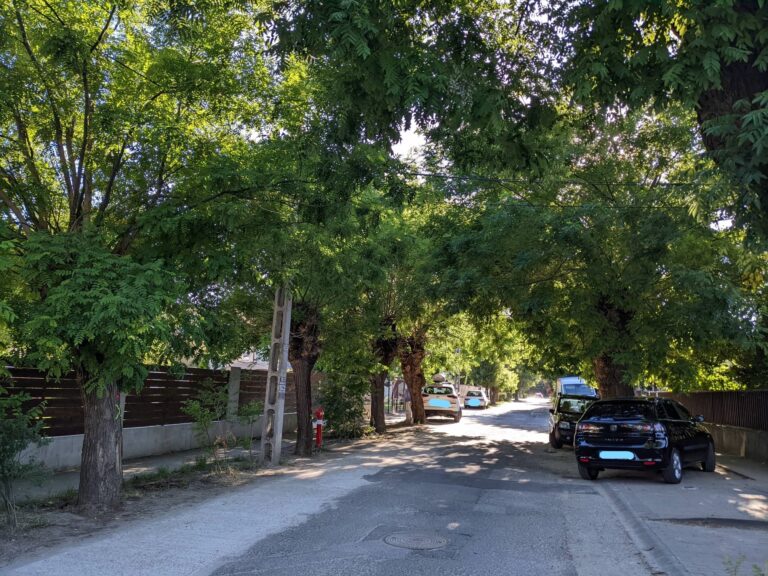 22 fa kivágását tervezik a gödi Alkotmány utcában – tiltakoznak a lakók