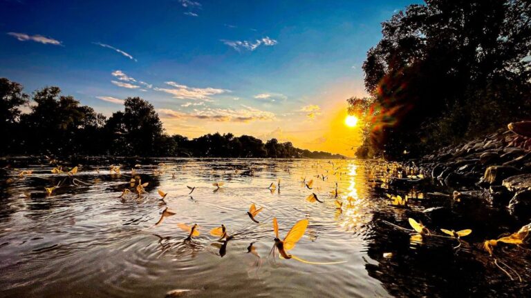 Megkezdődött a tiszavirágzás Szolnoknál – a természet csodája a Tiszán